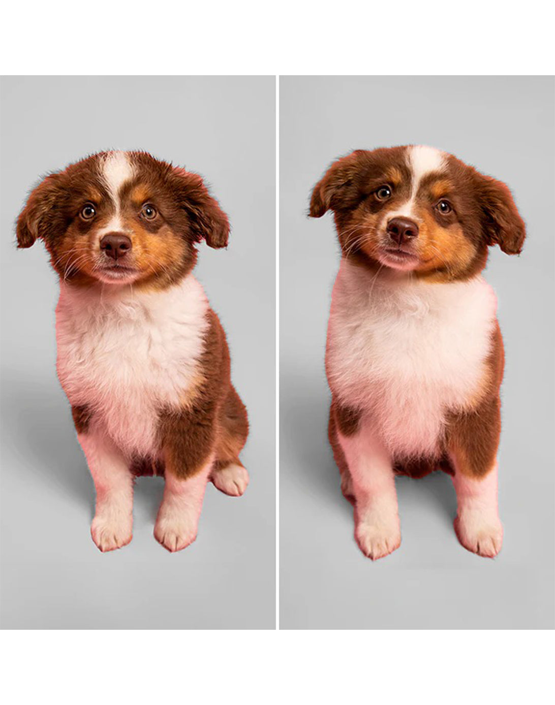 Pet Teezer Cepillo de Pelo para Cachorros 1 unid - Puntolimpieza