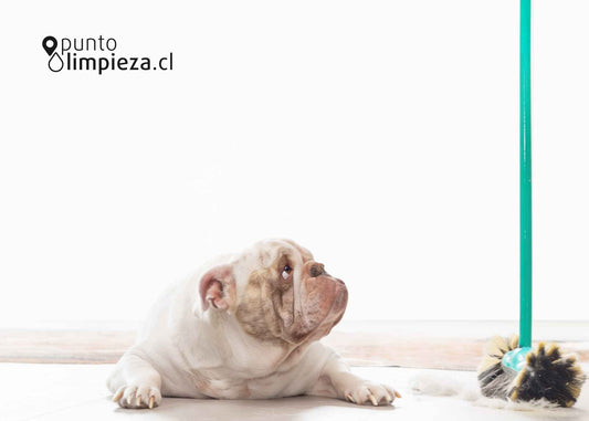 🐾  Guía completa de limpieza para hogares con perros: pelo, olores y manchas