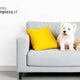 🐾 Los mejores productos para mantener un hogar limpio con mascotas