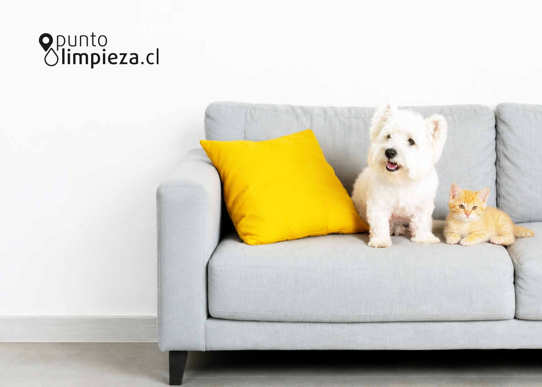 🐾 Los mejores productos para mantener un hogar limpio con mascotas
