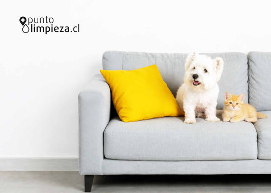 🐾 Los mejores productos para mantener un hogar limpio con mascotas