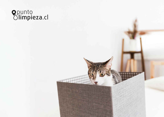 🐈 Guía de limpieza para hogares con gatos: areneros, pelo y superficies