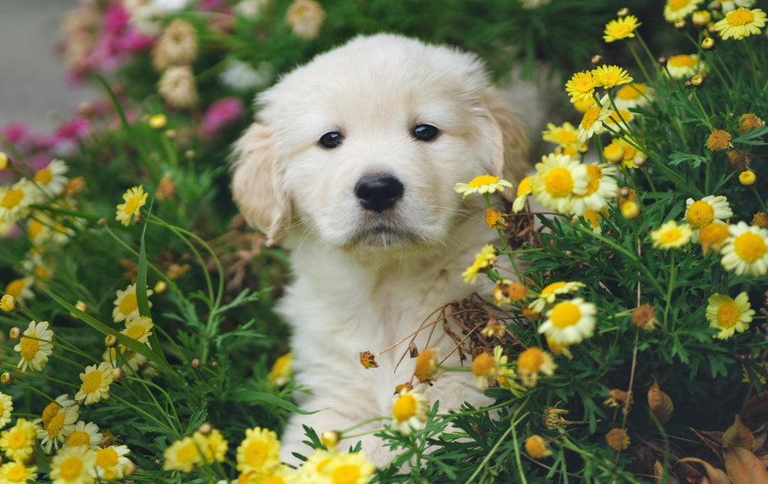 Cuidados de tu perro en primavera - Puntolimpieza