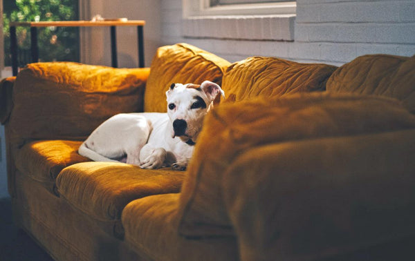 Tips para limpiar tu sofá de tela - Puntolimpieza