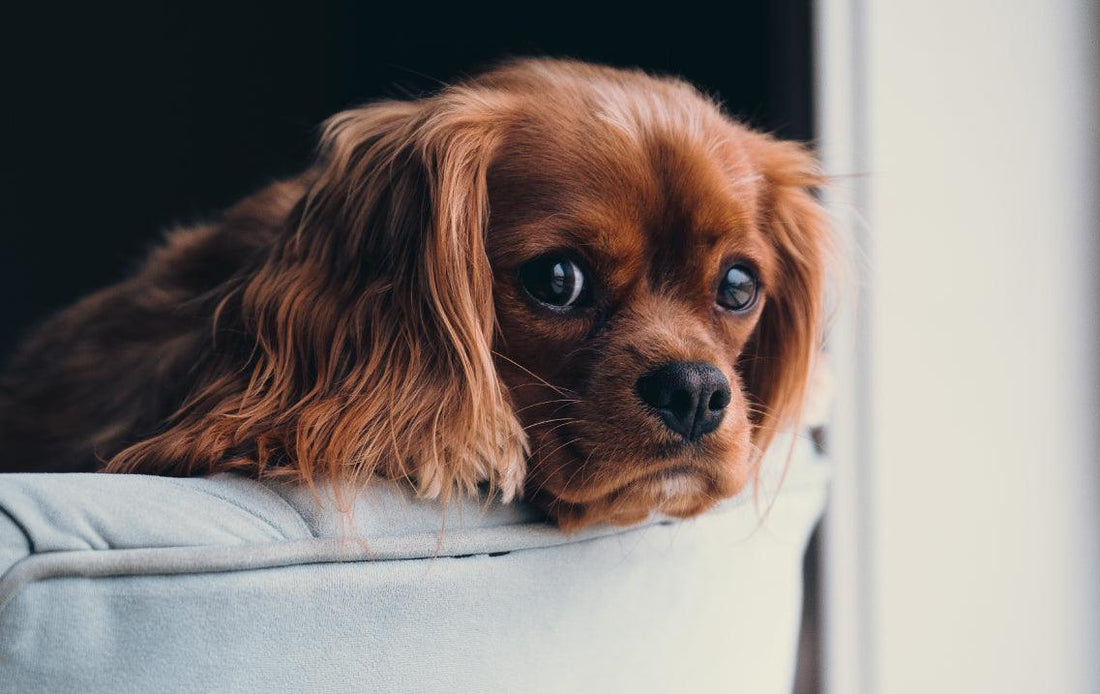 Cómo quitar el olor a pipí de tu mascota - Puntolimpieza