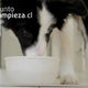Productos de limpieza que no pueden faltar cuando tienes un perrito en casa - Puntolimpieza