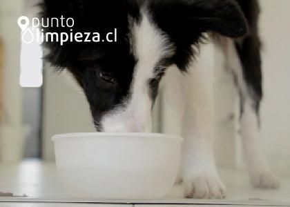 Productos de limpieza que no pueden faltar cuando tienes un perrito en casa - Puntolimpieza