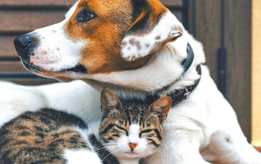 Productos para combatir los olores y residuos de tus mascotas - Puntolimpieza