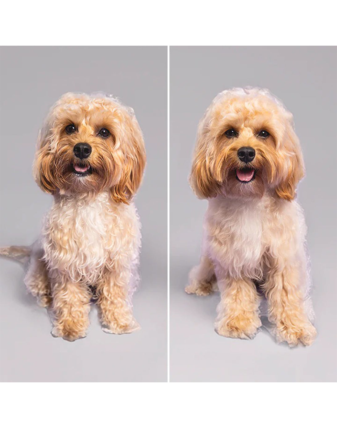 Pet Teezer Cepillo Desenredante para Mascotas Grandes Rosado y Amarillo 1 unid