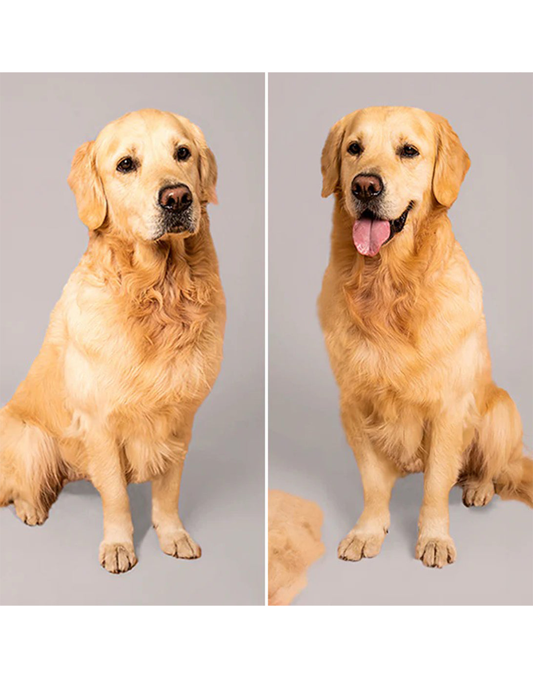 Pet Teezer Cepillo Desenredante para Mascotas Grandes Azul Rosado 1 unid - Puntolimpieza