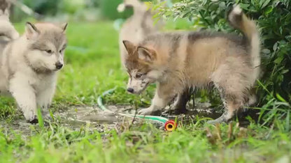 Natures Miracle Shampoo Perro Cachorro Cotton Breeze 473 cc